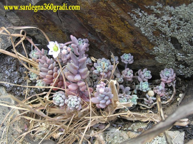 Sedum dasyphyllum